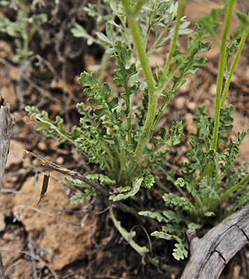 Closer view of the basal leaves of (<em>Packera fendleri</em>.